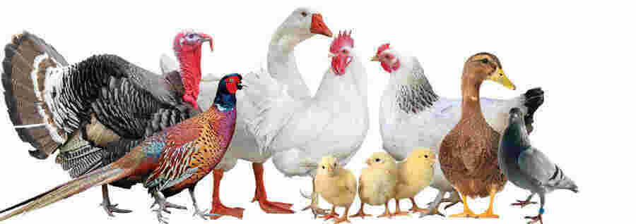 Poultry Meaning and Definition