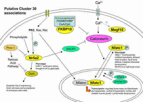 Putative Meaning and Definition