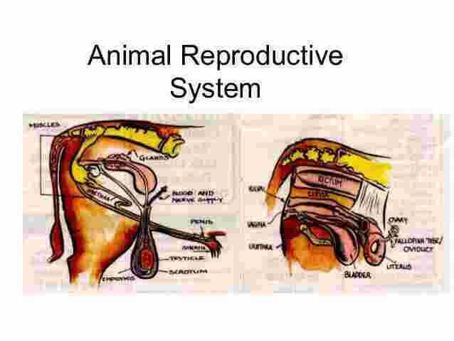 Reproductive Meaning and Definition