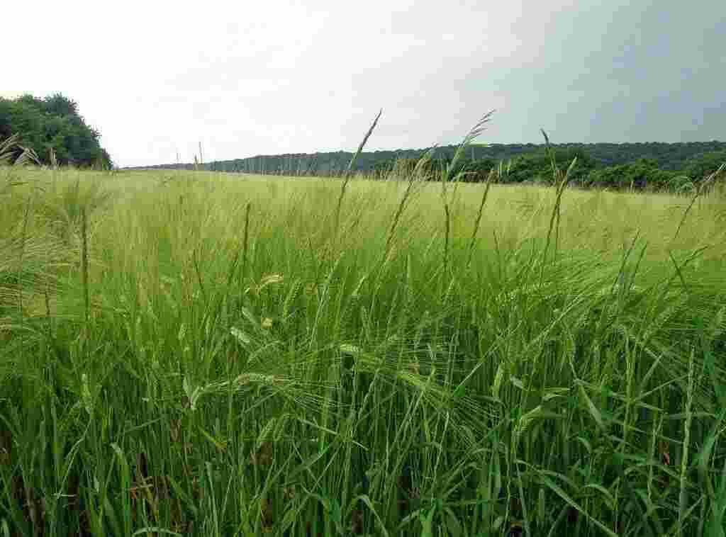 Rye Meaning and Definition