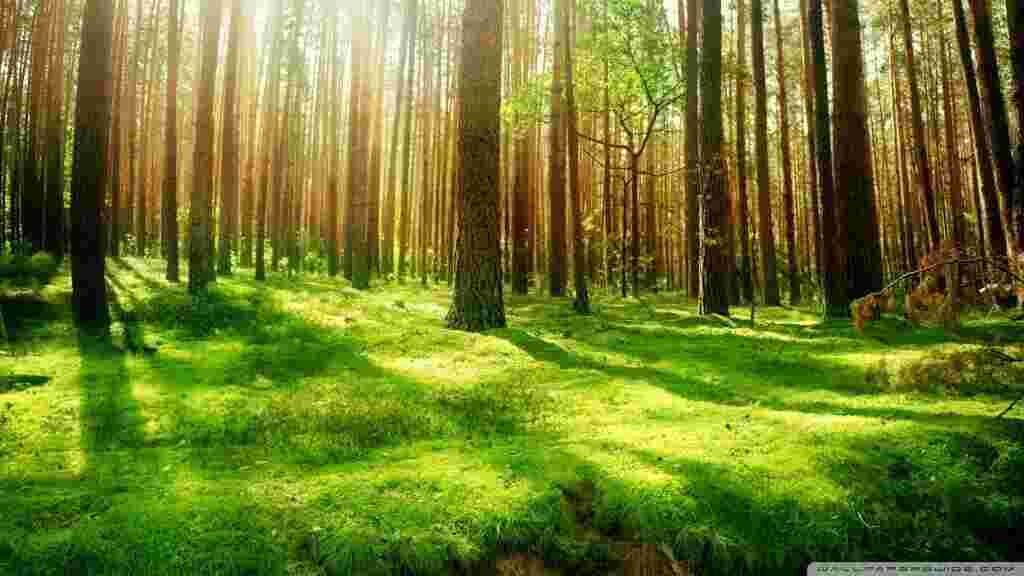 Scenery Meaning and Definition