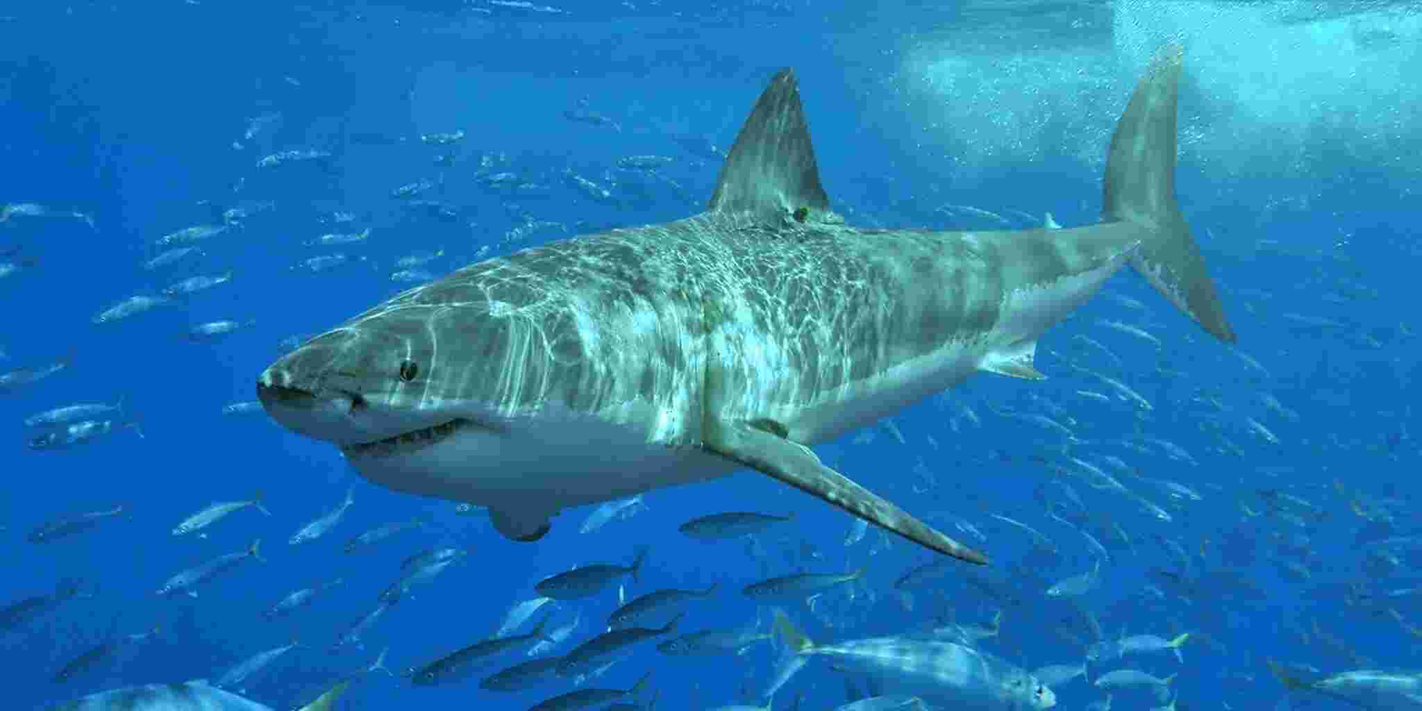 Shark Meaning and Definition