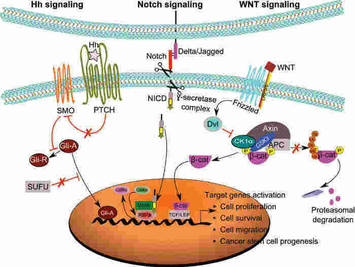 Signaling Meaning and Definition