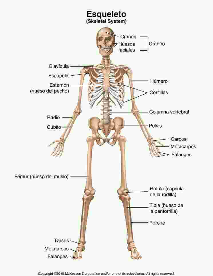 Skeletal Meaning and Definition