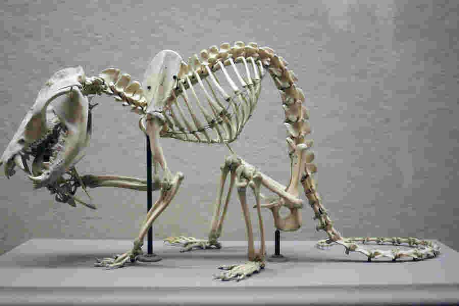 Skeleton Meaning and Definition