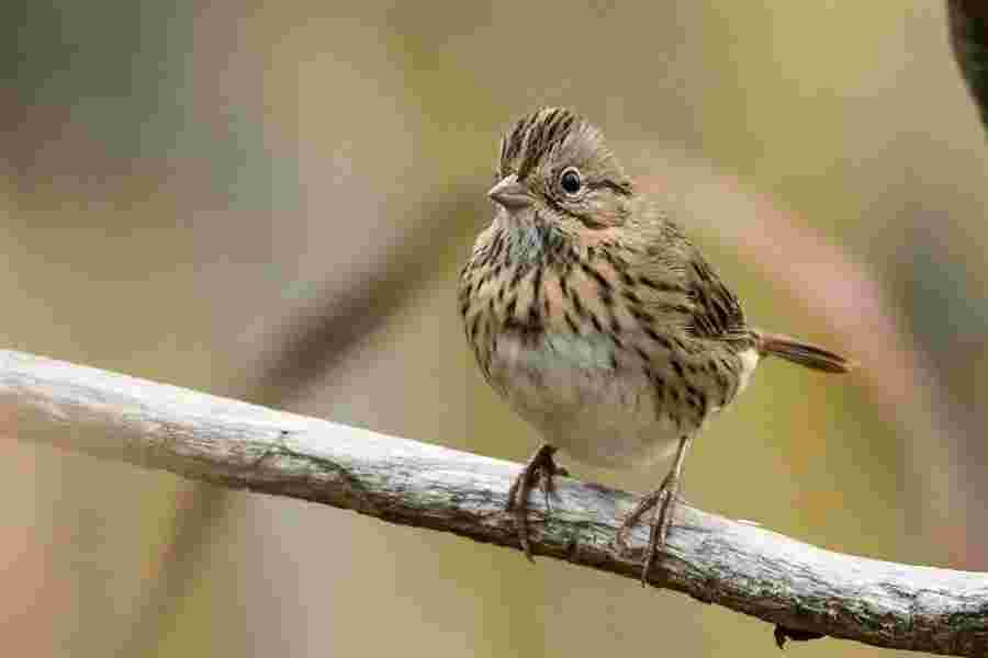Sparrow Meaning and Definition
