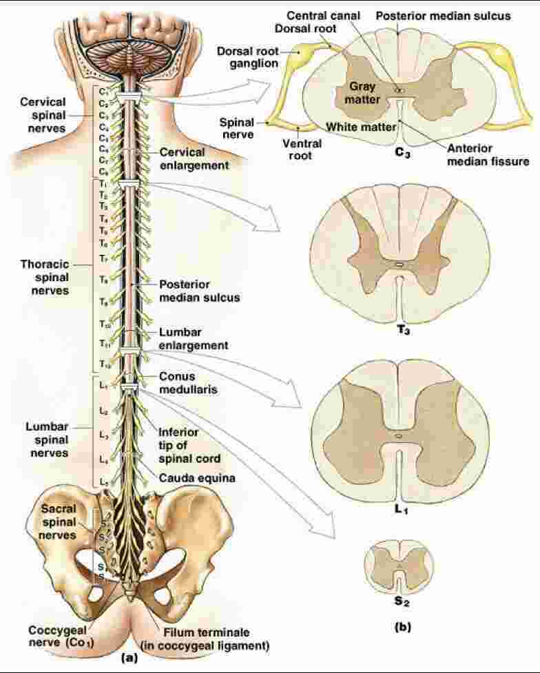 Spinal Meaning and Definition