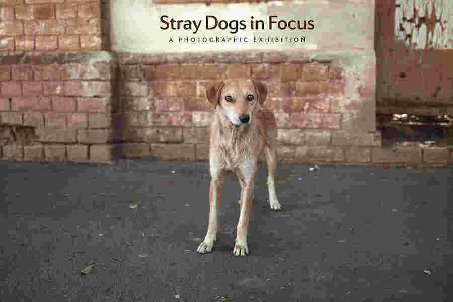 Stray Meaning and Definition