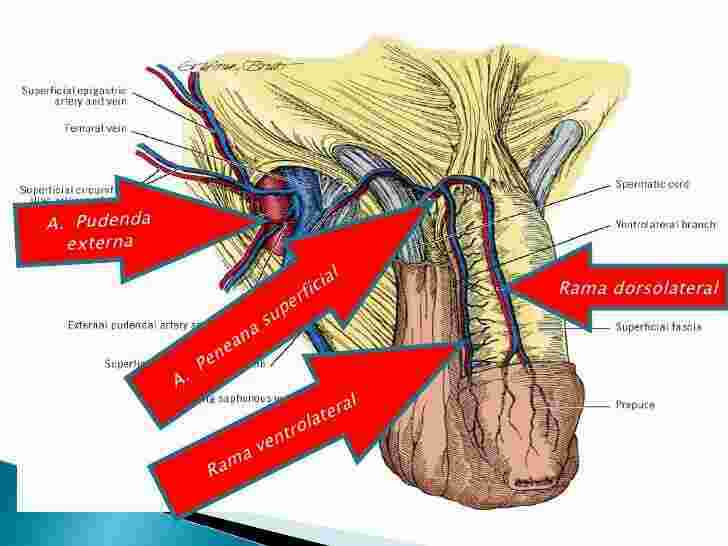 Superficial Meaning and Definition