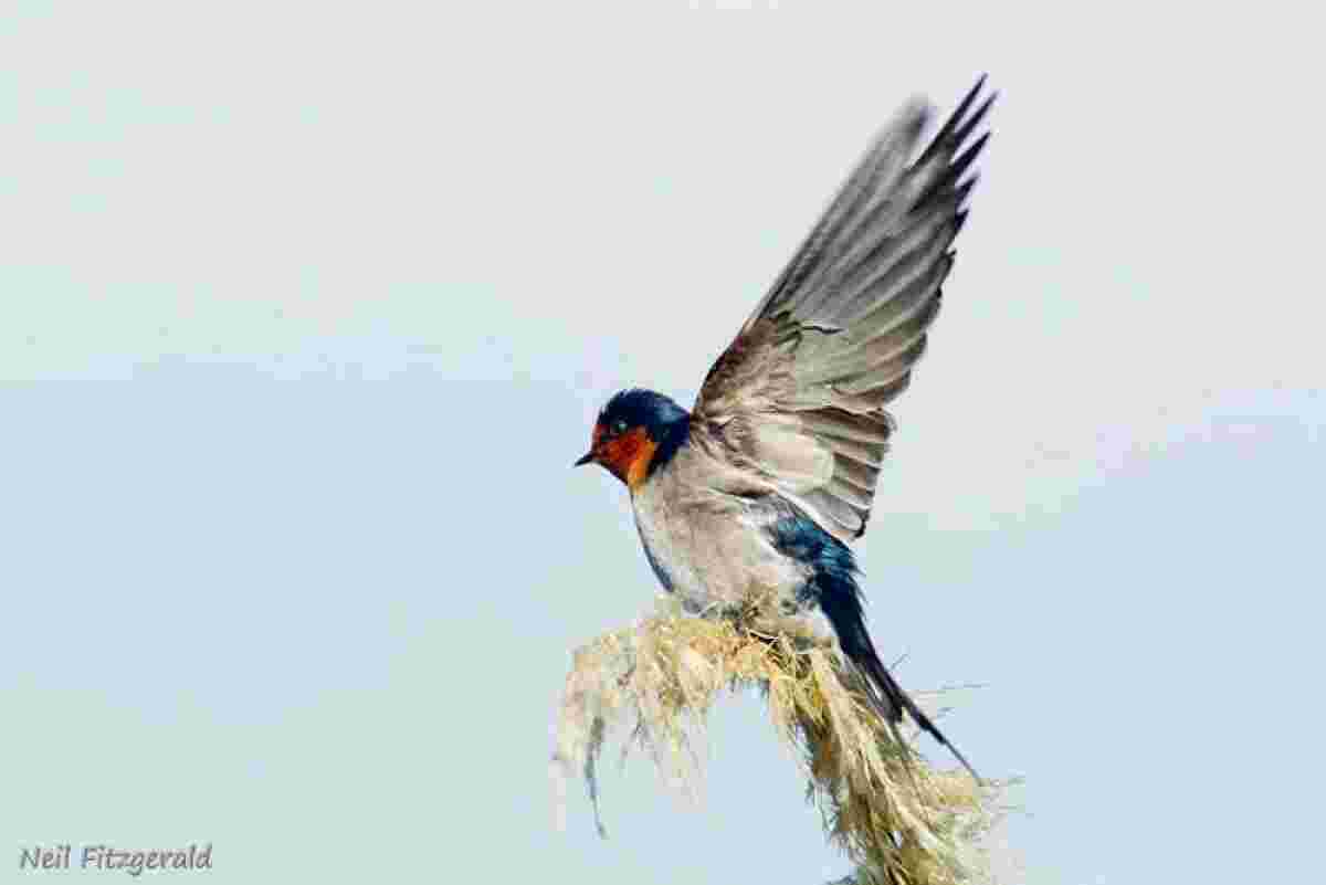 Swallow Meaning and Definition