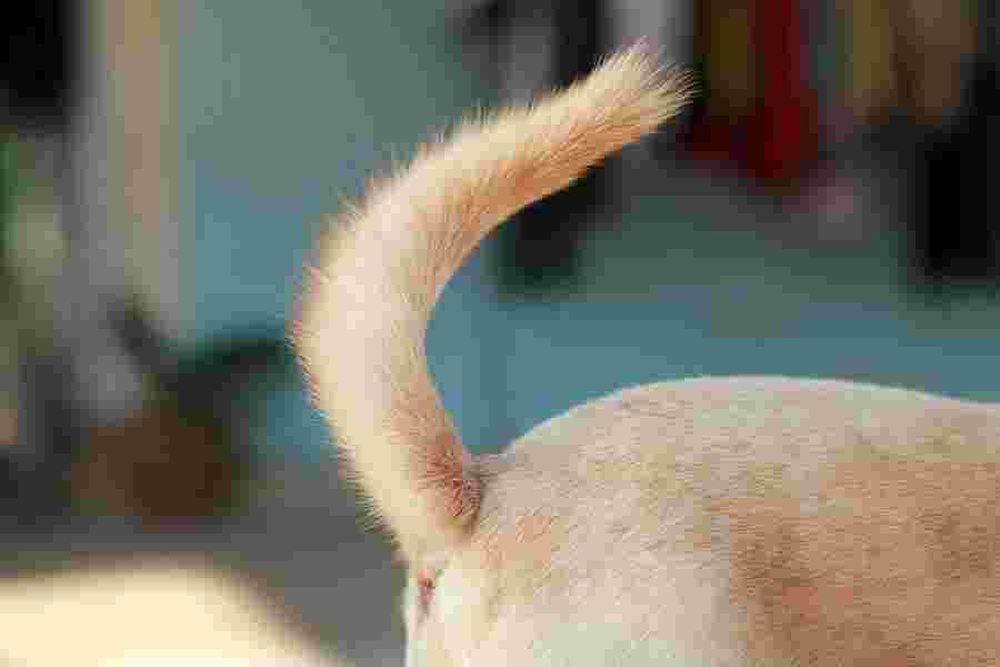 Tail Meaning and Definition