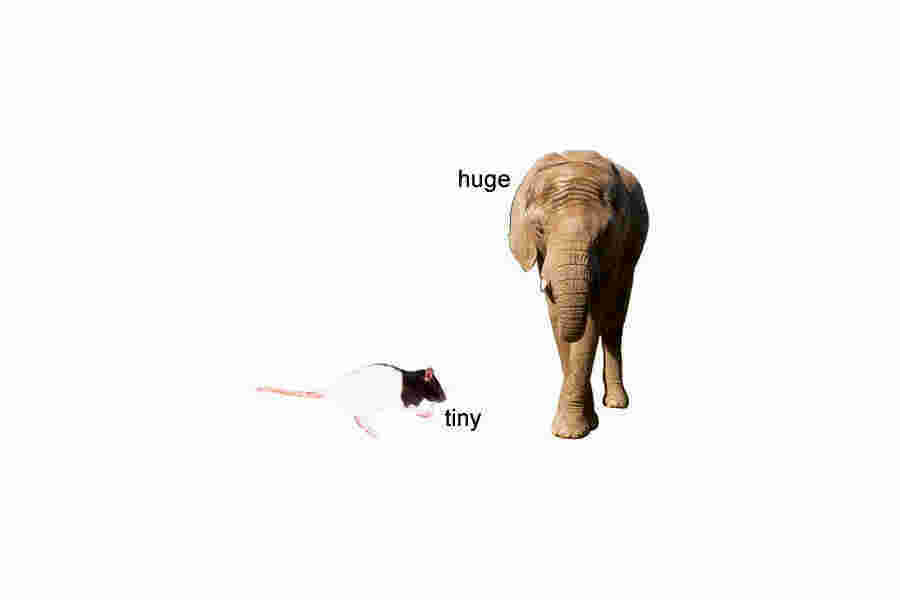 Tiny Meaning and Definition