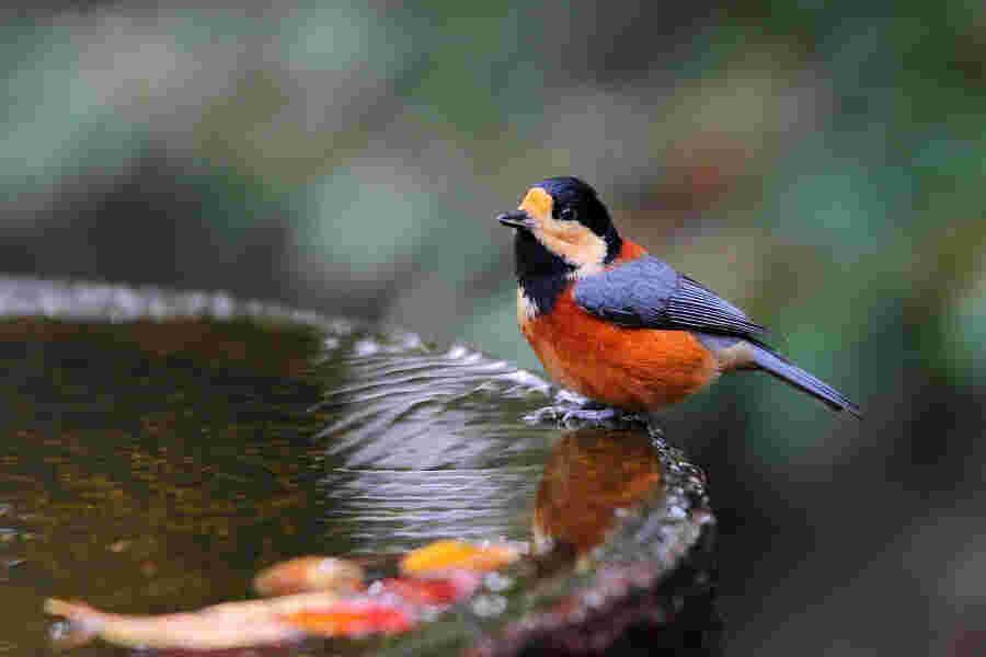 Tit Meaning and Definition