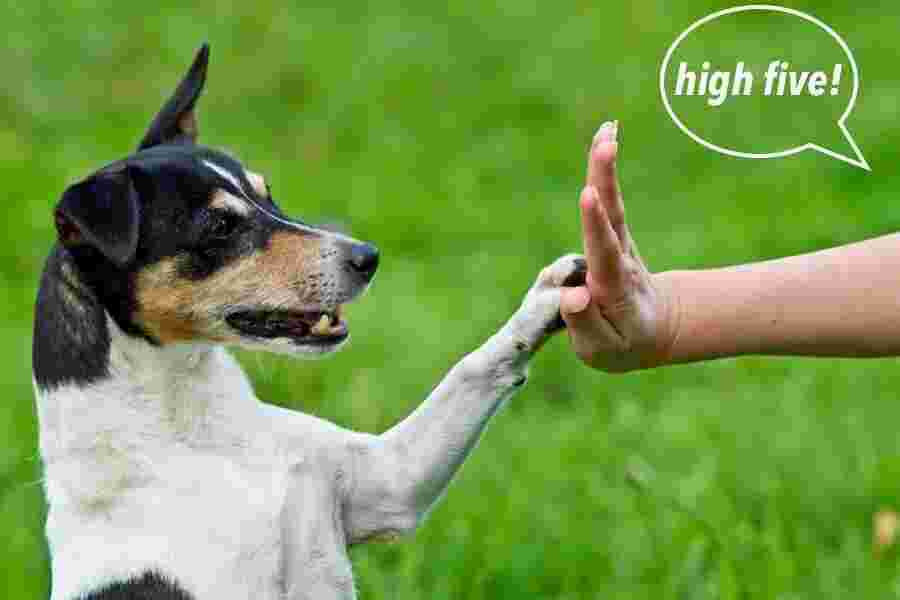 Trained Meaning and Definition