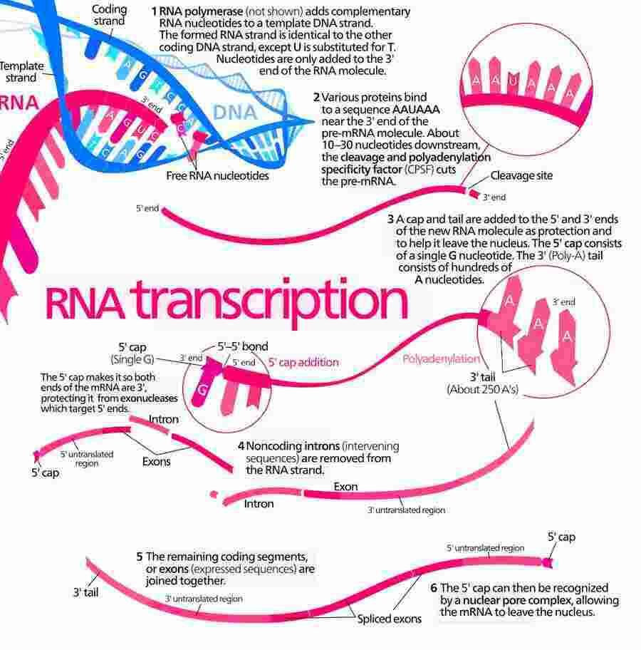 Transcription Meaning and Definition