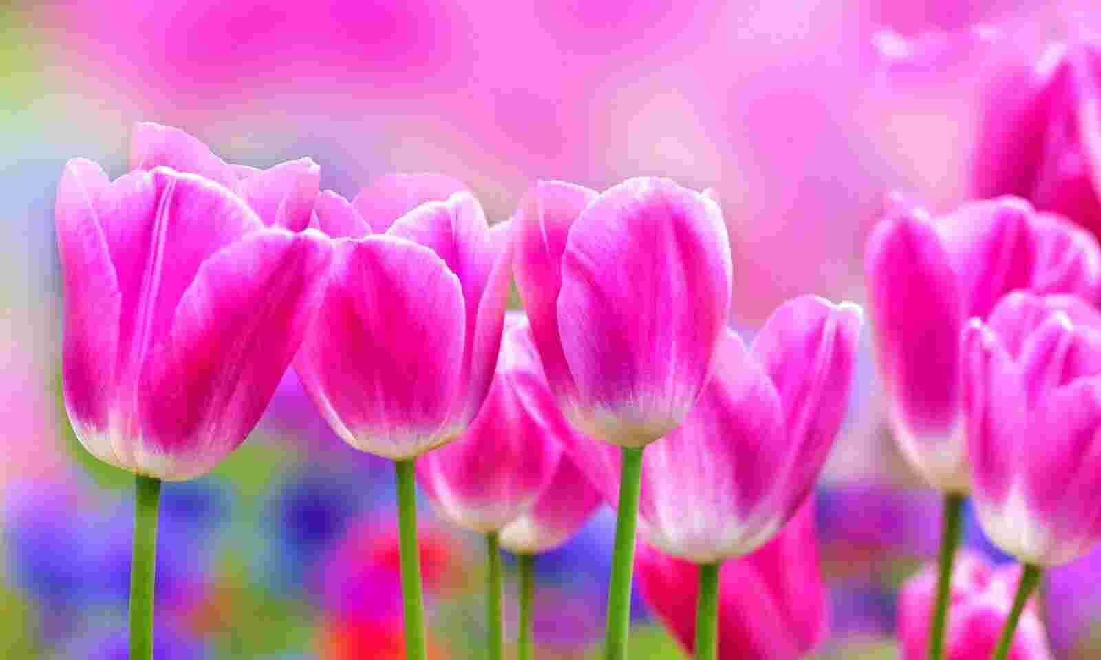 Tulip Meaning and Definition