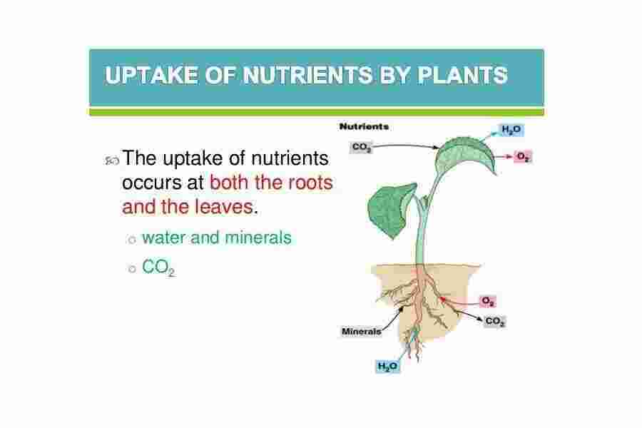 Uptake Meaning and Definition