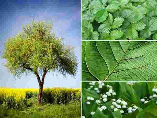 Vegetation Meaning and Definition