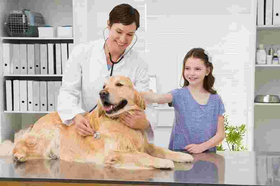 Vet Meaning and Definition