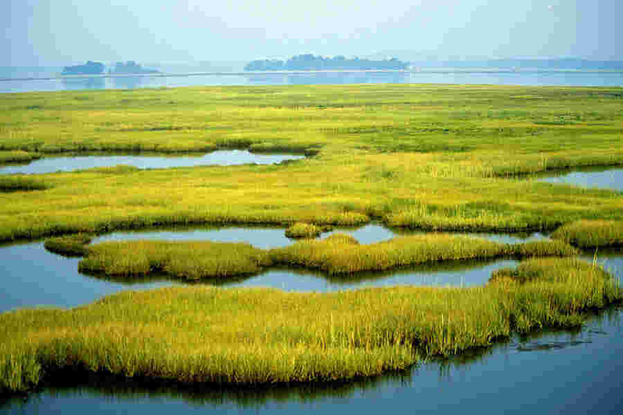 Wetland Meaning and Definition