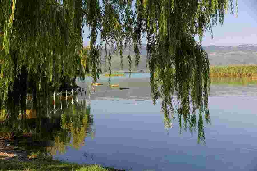 Willow Meaning and Definition