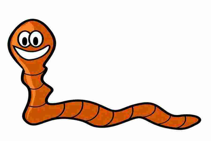 Worm Meaning and Definition