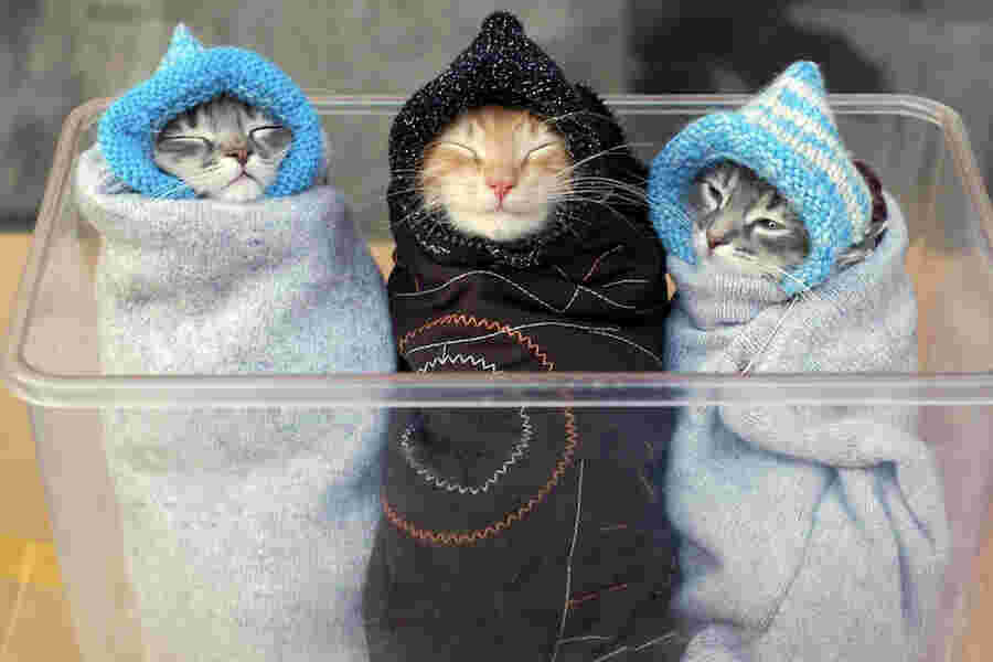 Wrapped Meaning and Definition