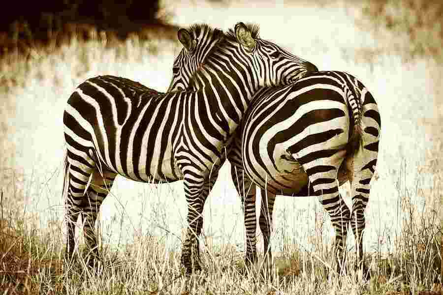 Zebra Meaning and Definition