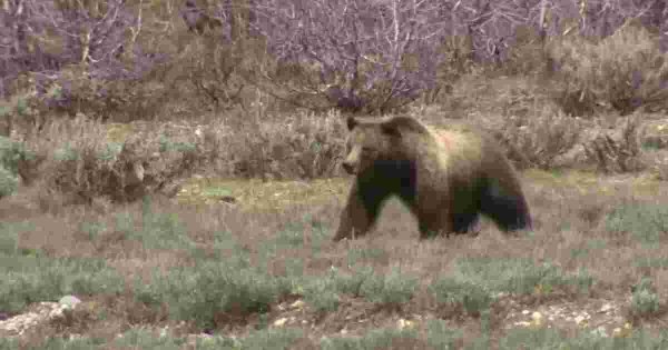 Man hospitalized, grizzly bear dead following encounter near Columbia Falls Man hospitalized, grizzly bear dead following encounter near Columbia Falls