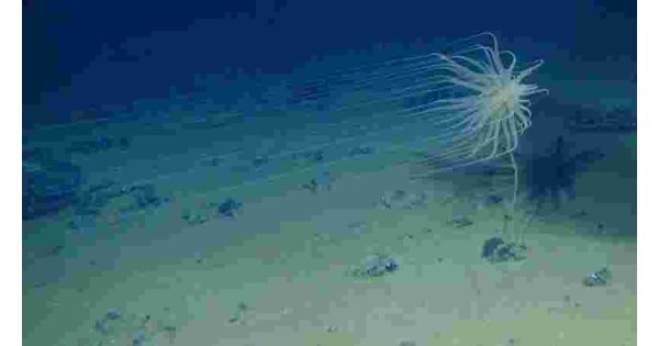 Scientists discover ‘dark’ oxygen being produced more than 13,000 feet below the ocean surface 