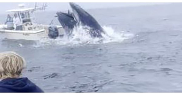Watch: Whale of New Hampshire slams into fishing boat, hurling men into the Atlantic 