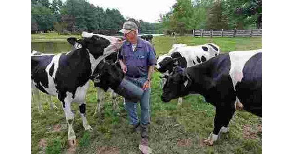 In Southern New England’s dairy heartland, bird flu is far down on the list of concerns In Southern New England’s dairy heartland, bird flu is far down on the list of concerns