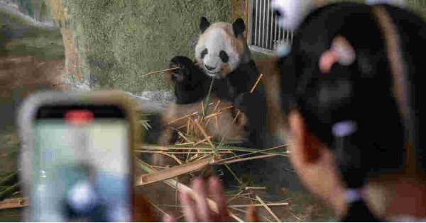 The Panda Factories