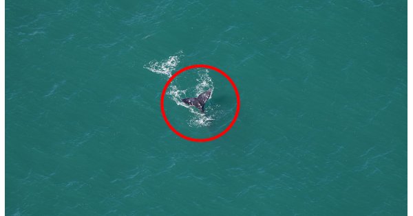Gray whale sighted off New England 200 years after species’ Atlantic extinction 