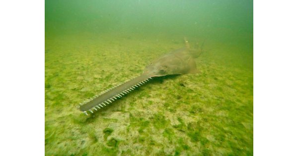 Spinning, whirling fish in south Florida prompt emergency response 