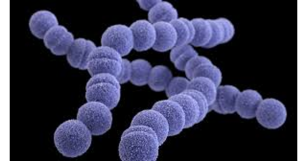 SYMPTOMS OF STREP A: What is Strep A, how is it transmitted, what are the symptoms, is it fatal, is there a cure? SYMPTOMS OF STREP A: What is Strep A, how is it transmitted, what are the symptoms, is it fatal, is there a cure?