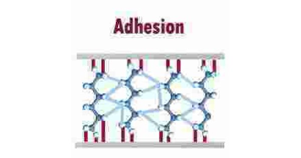 Adhesion Meaning and Definition