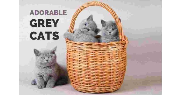 Adorable Meaning and Definition