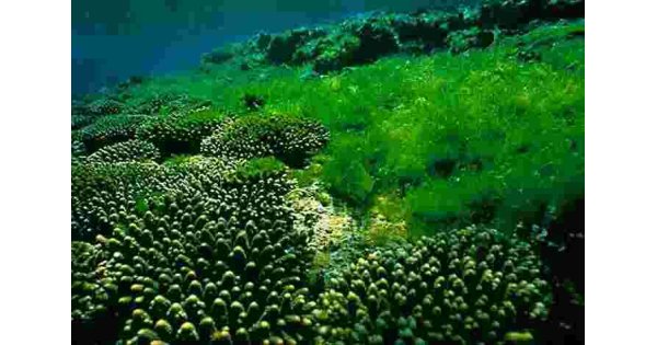 Algae Meaning and Definition