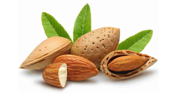 Almond Meaning and Definition