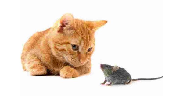 Animal Meaning and Definition