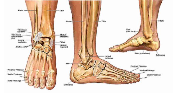 Ankle Meaning and Definition