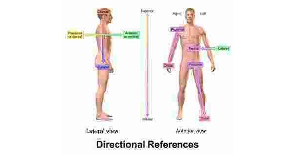 Anterior Meaning and Definition Anterior Meaning and Definition