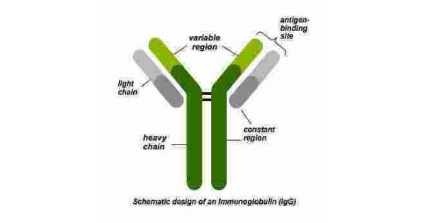 Antibody Meaning and Definition