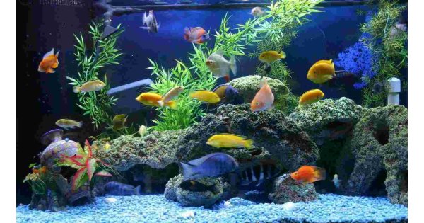 Aquarium Meaning and Definition