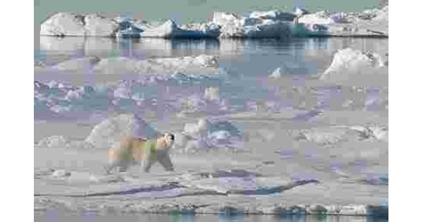 Arctic Meaning and Definition