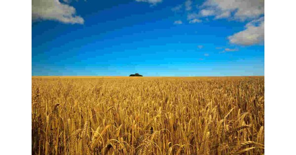 Barley Meaning and Definition