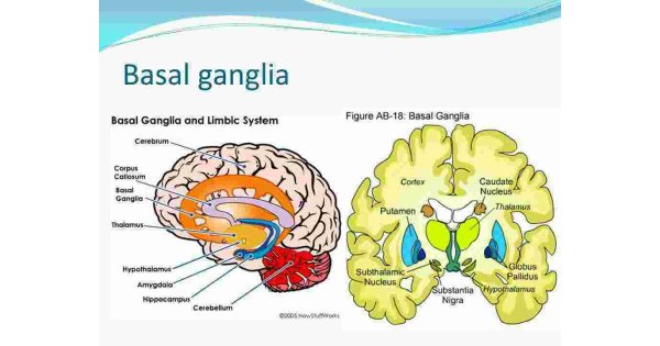 Basal Meaning and Definition