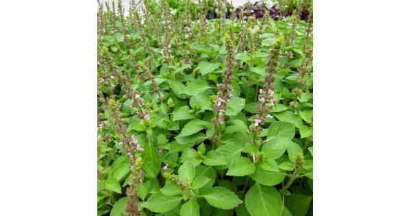 Basil Meaning and Definition