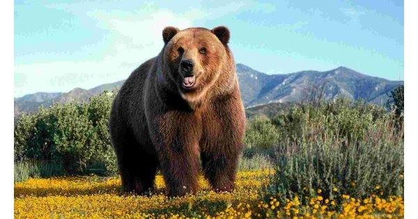 Bear Meaning and Definition